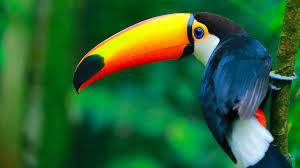 A toco toucan in a rainforest.